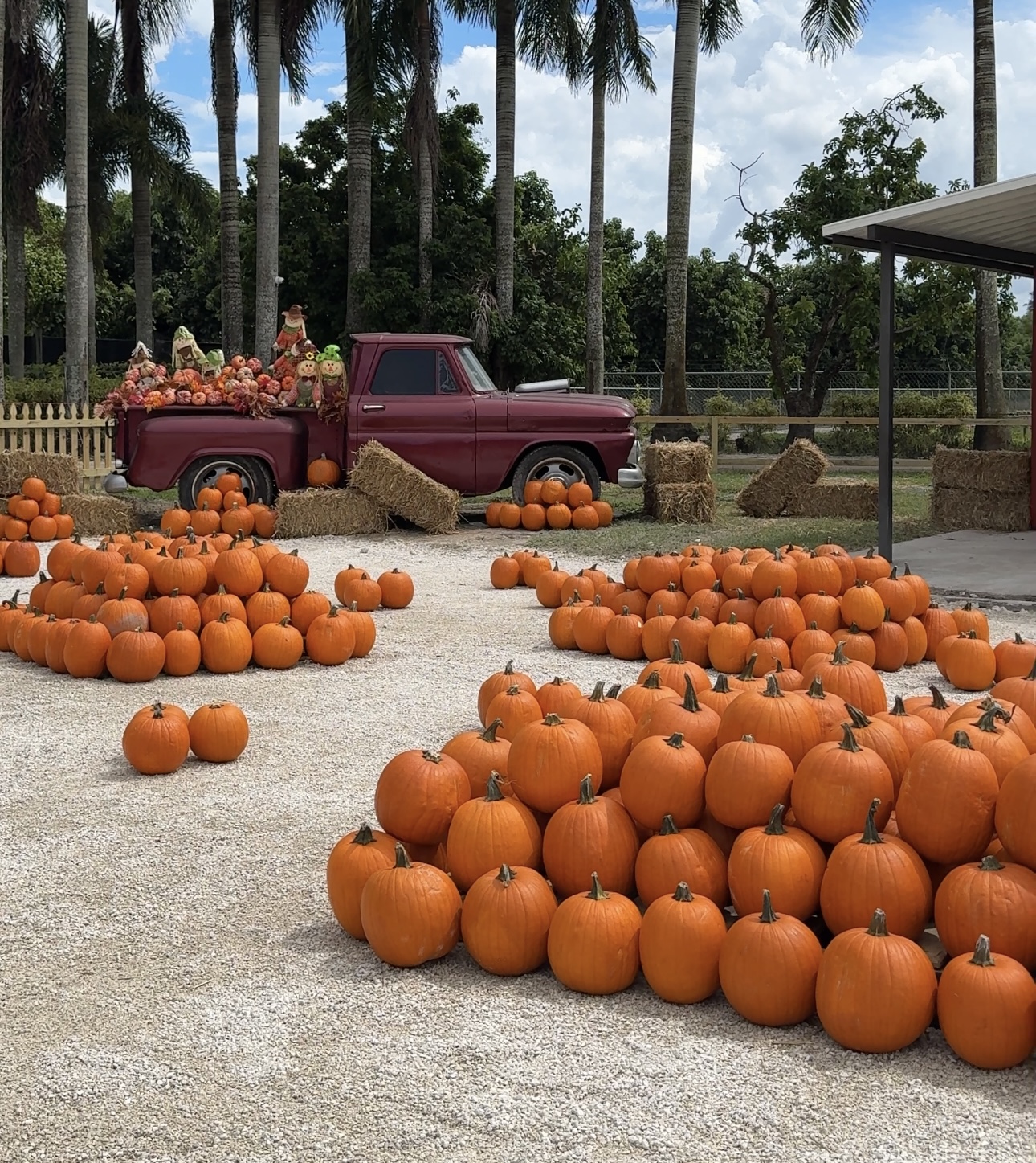 Pinto Farm β Pumpkin Patch and Fall Fun
