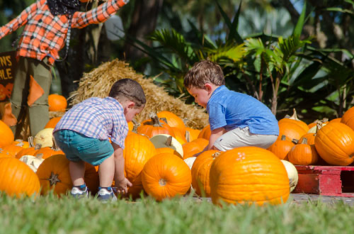 Pinto Farm — Pumpkin Patch and Fall Fun