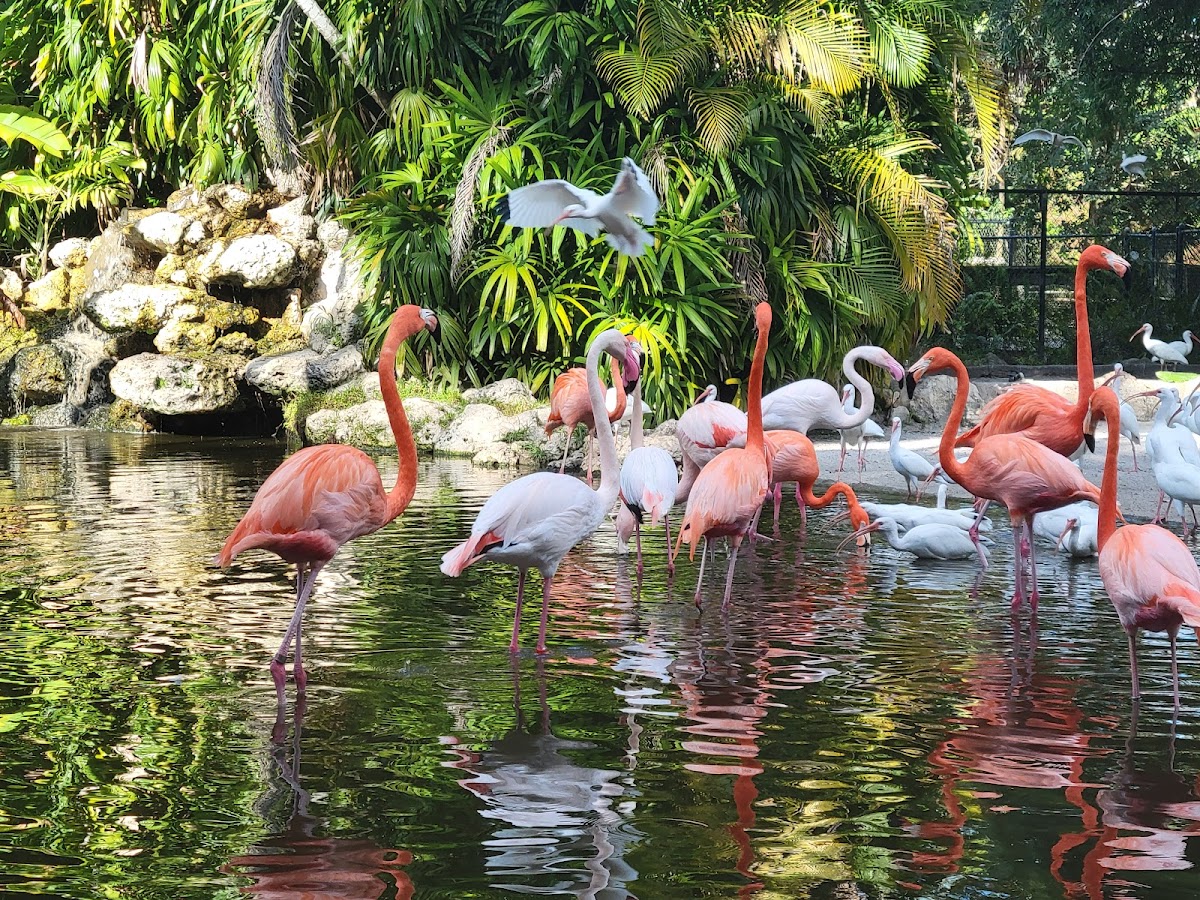 Flamingo Gardens Winter Wonderland