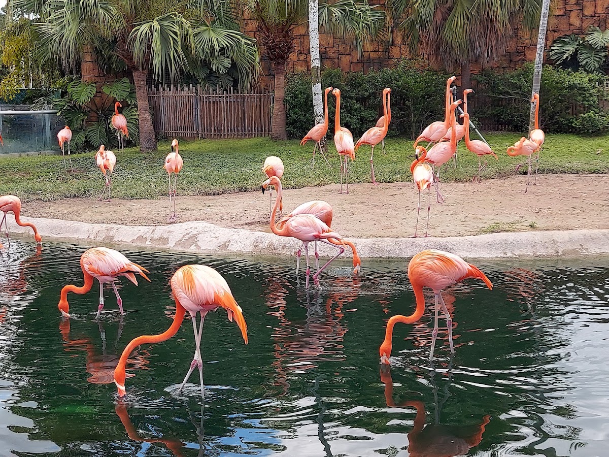 Zoo Miami Spring Break Camp