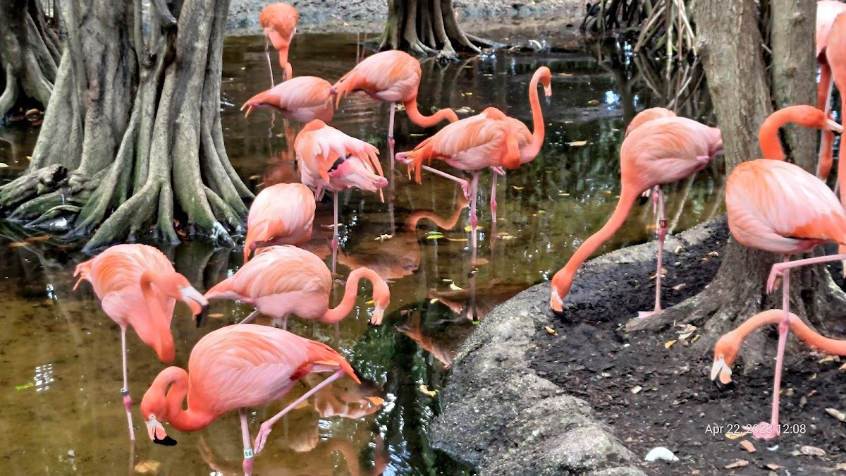 Jungle Island — Free Kids Admission
