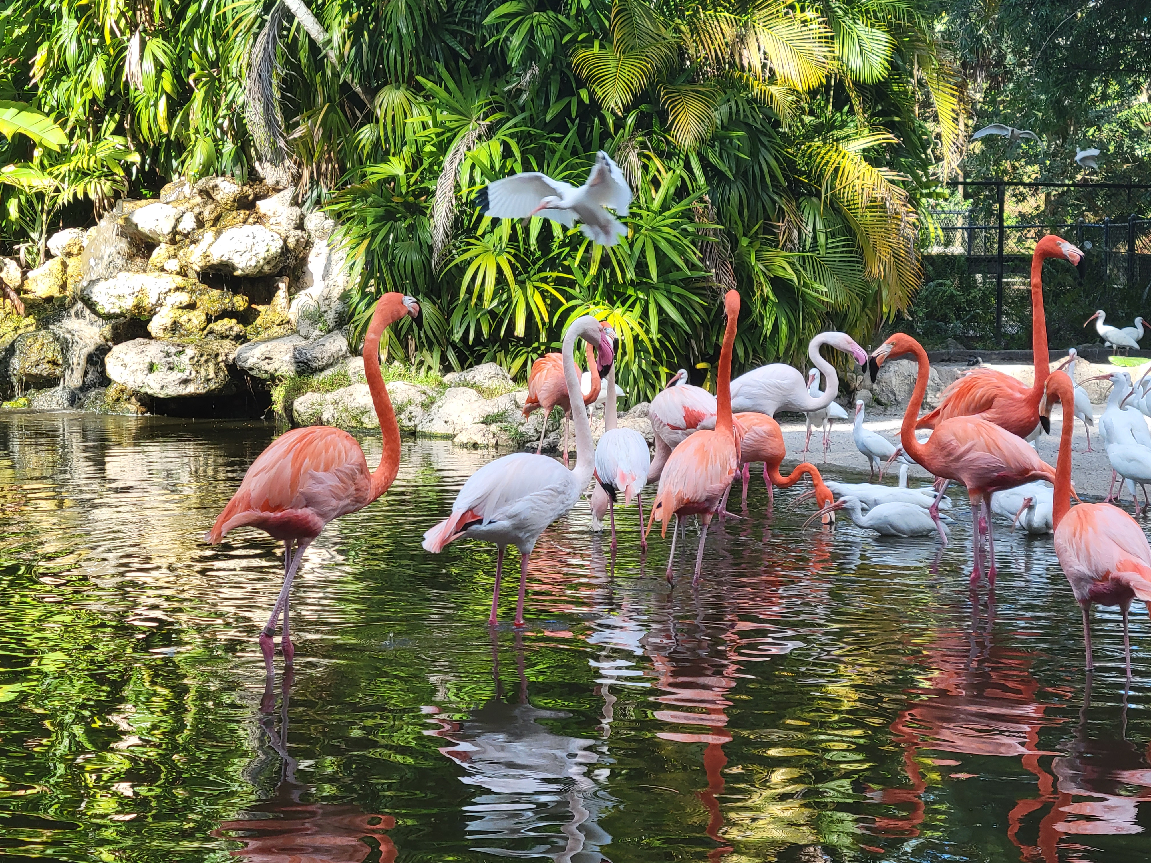 Flamingo Gardens